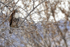 Red-tailed Hawk, Bosque del Apache, New Mexico