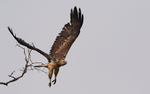White-bellied Sea Eagle