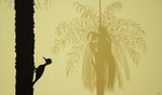Pica-palmeira / Palmpecker
