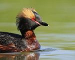 Slavonian Grebe, close view, Iceland