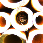 Leaf cutter bee
