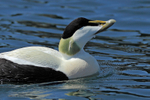 Close-up of Eider (male, breeding plumage) at Ardrossan Marina