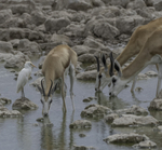 Springbok with Cattle Egret