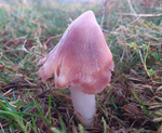 Pink Waxcap