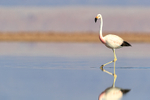 Andean Flamingo wading, Laguna Chaxas, Chile