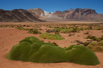 Cushion Plants on the Altiplano