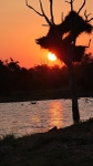 Birds' Nests At Sunset, Kruger Park, Sth Africa