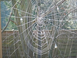 Stratford Butterfly Farm (in progress) portfolio