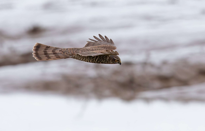 Eurasian Sparrowhawk - Dee Estuary - North Wales