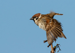 Tree Sparrow 3