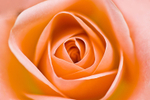Flower - 20080715_67