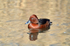 Ferruginous Duck