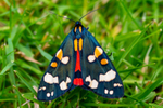 Scarlet Tiger Moth Callimorpha dominula-6812