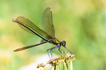 Emerald Damselfly