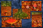 Fly Agaric Mt Lofty (Quintych)Blue