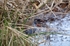 Water Rail