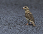 House Sparrow (female), Kilauea, Hawaii