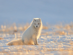 Arctic Fox sitting, backlit, Svalbard, Norway