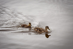 Female Mallard and chick-5489