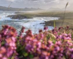 Morning Heather
