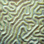 Brain Coral (Diploria Labyrinthiformis)