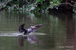 Cormorant rising from the depths