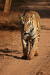 Male Tiger walking along trail, Panna, Madhyra Pradesh, India