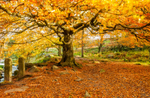 Autumn Gold, Yarncliffe Wood