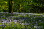 Snowdonia bluebells