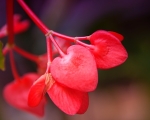 Begonia Corolina