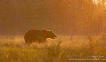 Brown bear at sunset