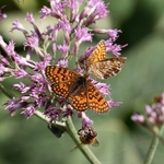 Glanville fritillary ( Melitaea cinxia) 