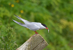 Common Tern
