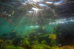 z2745 Underwater Tranquility, Orchard Bay