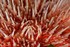 Echinus esculentus detail