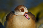 Egyptian Goose
