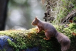 Red Squirrel 16