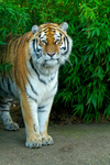 Amur Tiger - Taiga
