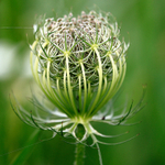 Wild Carrot