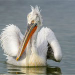 1sr Print-Dalmation Pelican-Roy Packer