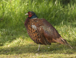 Pheasant