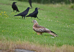 Red Kite