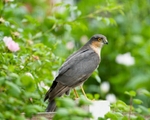 Sparrowhawk portfolio