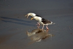 Great Black-backed Gull