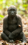 Baby gorilla three years old