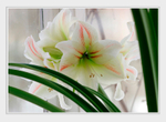 Hippeastrum hybr.