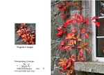 Autumn 5. Virginia Creeper