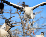 Wood Stork landing at colony, Wakodahatchee Wetlands, Florida