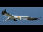 03 JACKIE HALLAM_FEATHERING THE NEST