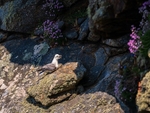 Fulmar